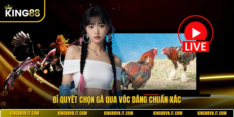 Bí quyết chọn gà qua vóc dáng chuẩn xác