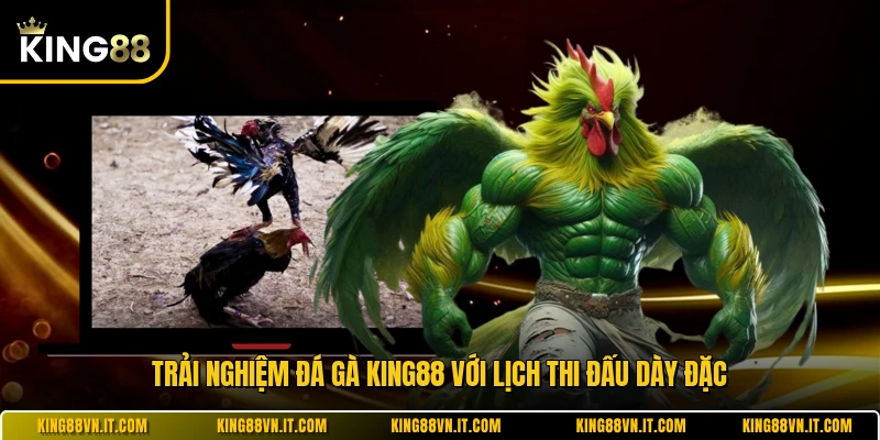 Trải nghiệm đá gà KING88 với lịch thi đấu dày đặc